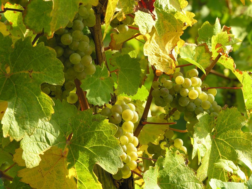 Weingut & Gaestehaus Mees Apartment Briedel Ngoại thất bức ảnh